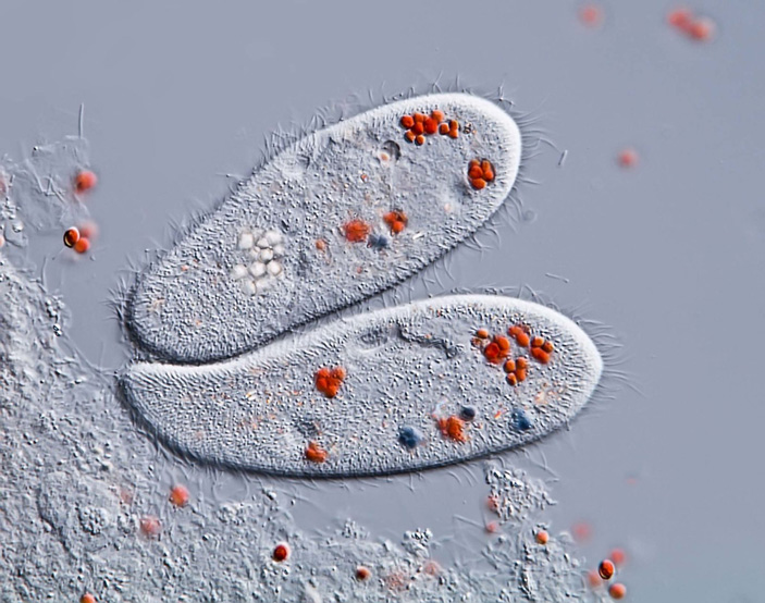 Инфузории-туфельки Paramecium caudatum, накормленные дрожжами, окрашенными красителем конго красным