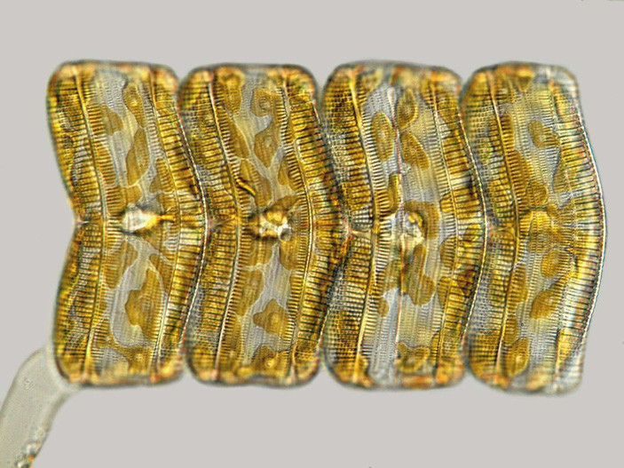 Диатомовая водоросль Achnanthes longipes