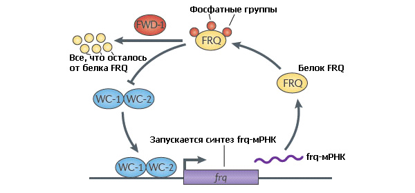 Рис. 3. «Часы» грибов на примере нейроспоры густой (Neurospora crassa)
