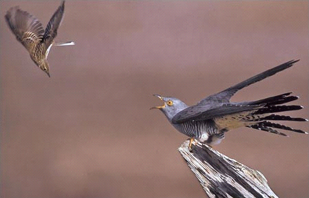 Рис. 4. Луговой конек атакует кукушку