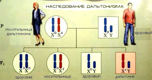 Рис. 2. Вот так наследуется дальтонизм «по-школьному»