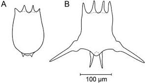 Рис. 3. Шипы на панцире появляются у летних поколений коловратки Brachionus