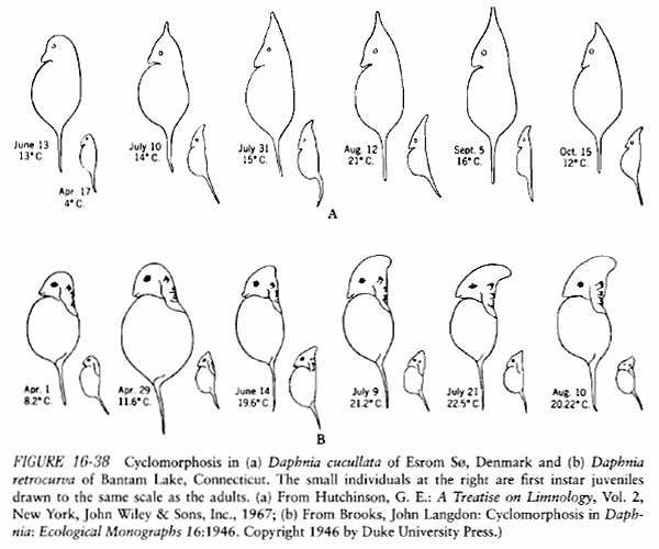 Рис. 2. Цикломорфоз у двух видов дафний — D. cucullata в одном из озер Дании и D. retrocurva в одном из озер США
