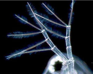 Рис. 4. Антенна дафнии