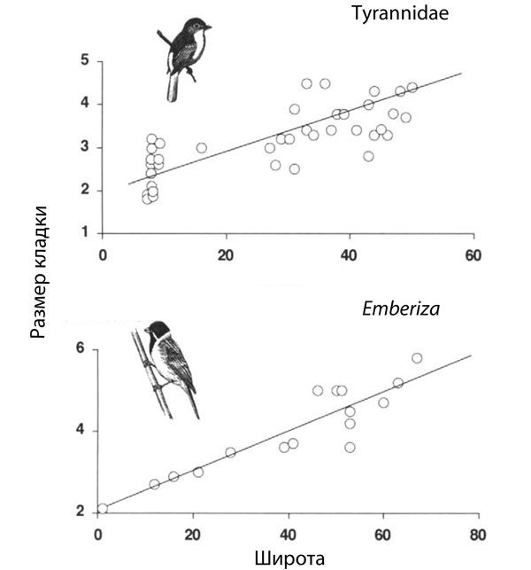 Рис. 2. Связь размера кладки с широтой обитания видов из семейства Тираннов (Tyrannidae) и рода овсянок (Emberiza)
