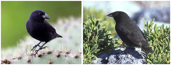 Рис. 4. Самцы кактусового (Geospiza scandens, слева) и среднего (G. fortis) земляных вьюрков