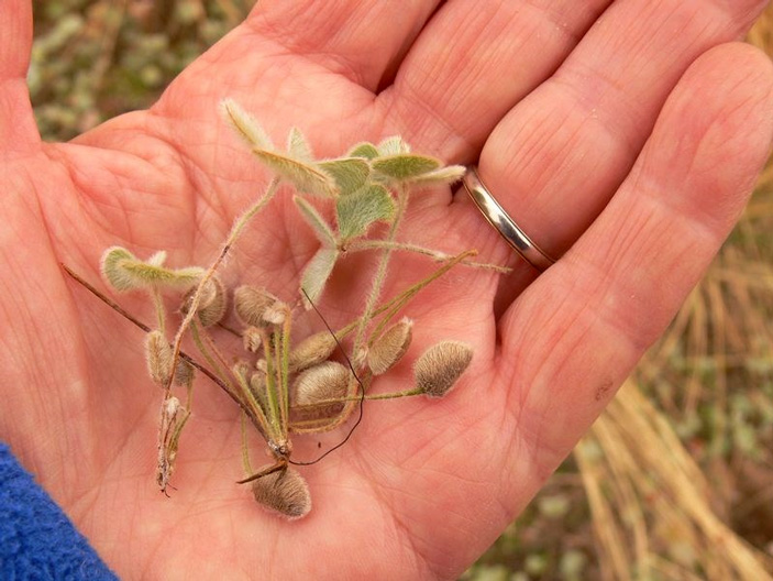 Рис.&nbsp;2. Листья и спорокарпы Marsilea drummondii