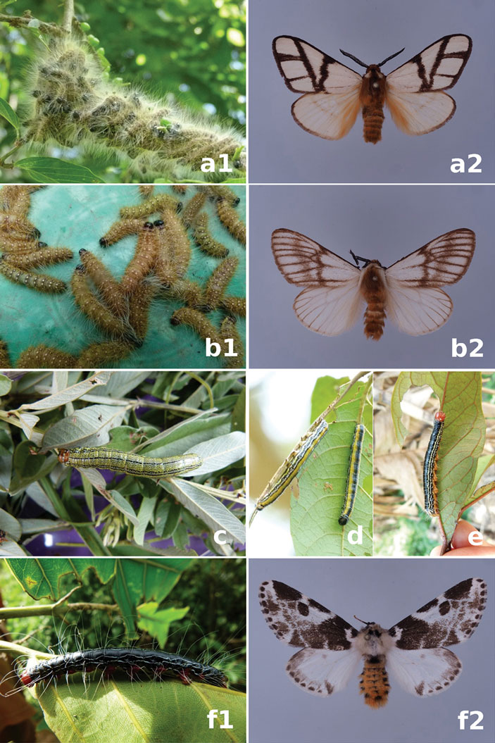 Рис. 4. Гусениц, в&nbsp;том числе Anaphe venata&nbsp;(b1) и Anaphe panda (a1), едят во&nbsp;многих районах Африки. Волосатых гусениц сначала опаливают на огне
