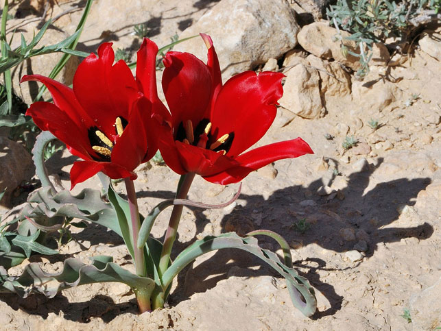 L. Тюльпан (Tulipa sistola)