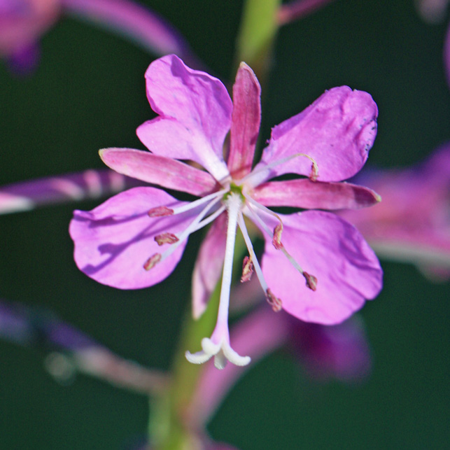 F. Кипрей (Epilobium angustifolium)