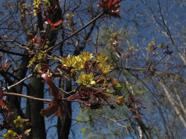 G. Клен остролистный (Acer platanoides)