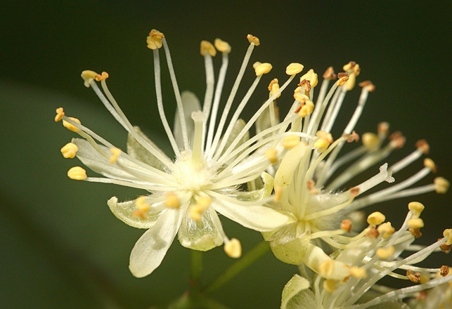 H. Липа (Tilia cordata)