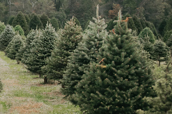 Ёлочка из треугольников