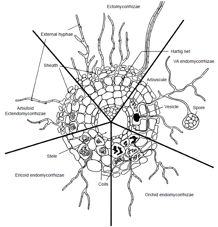 Рис. 2. Основные типы микориз. На срезе корня показаны грибные структуры. Сверху по часовой стрелке: эктомикориза, арбускулярная микориза, микориза орхидных, эрикоидная микориза, арбутоидная микориза