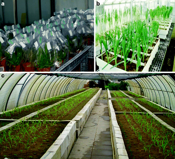 Рис. 6. Выращивание арбускулярных микоризных грибов вместе с растениями в почве