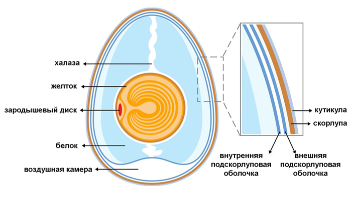 Рис. 4. Строение птичьего яйца