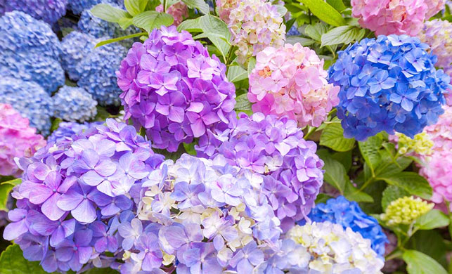 Крупнолистая гортензия (Hydrangea macrophylla)