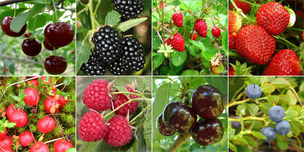Ягоды 