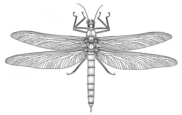 Реконструкция одного из крупнейших когда-либо существовавших насекомых — карбонового представителя рода Meganeurula из вымершего отряда протострекоз (Protodonata, или Meganisoptera), объединяющего несколько десятков известных науке видов ископаемых насекомых — близких родственников стрекоз (Odonata)