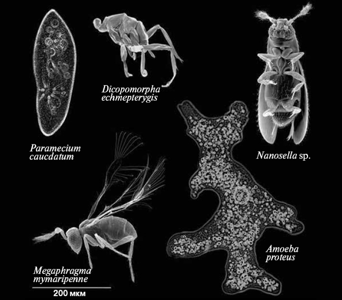 Одни из мельчайших насекомых — наездники рода Megaphragma (в левом нижнем углу) — обладают довольно сложным поведением, несмотря на то что их нервная система включает лишь около 7000 клеток