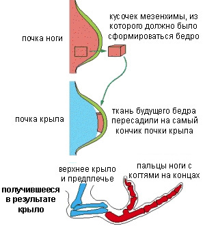 Рис. 4. Результат пересадки. Изображение из статьи «Universal Mechanisms of Animal Development» (www.ncbi.nlm.nih.gov/books/NBK26825)