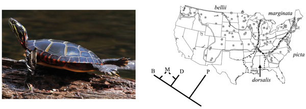 Рис. 7. Филогеография расписной черепахи (Chrysemys picta) по данным анализа митохондриальной ДНК