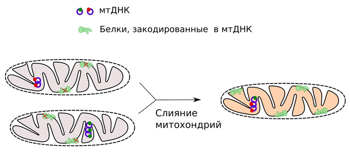 Рис. 3. Слияние митохондрий с мутациями в разных генах (обозначены как синяя и зеленая точки на молекулах мтДНК) теоретически может дать возможность синтезировать полный набор белков, необходимых для выполнения митохондрией ее важнейшей функции — окислительного фосфорилирования