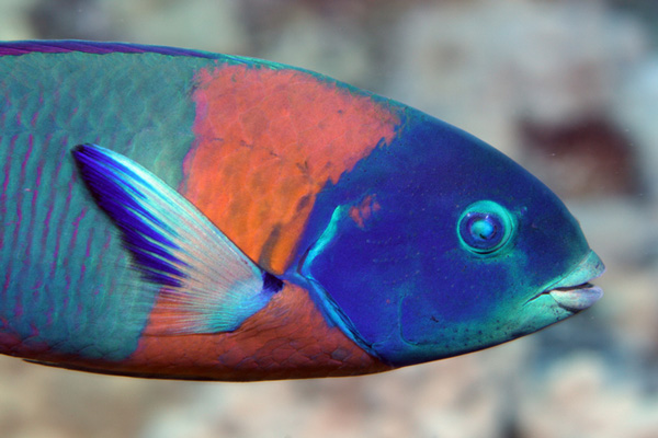Рис. 11. Thalassoma duperrey