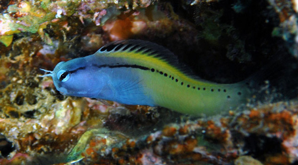 Рис. 3. Взрослый Meiacanthus nigrolineatus — чернополосая морская собачка