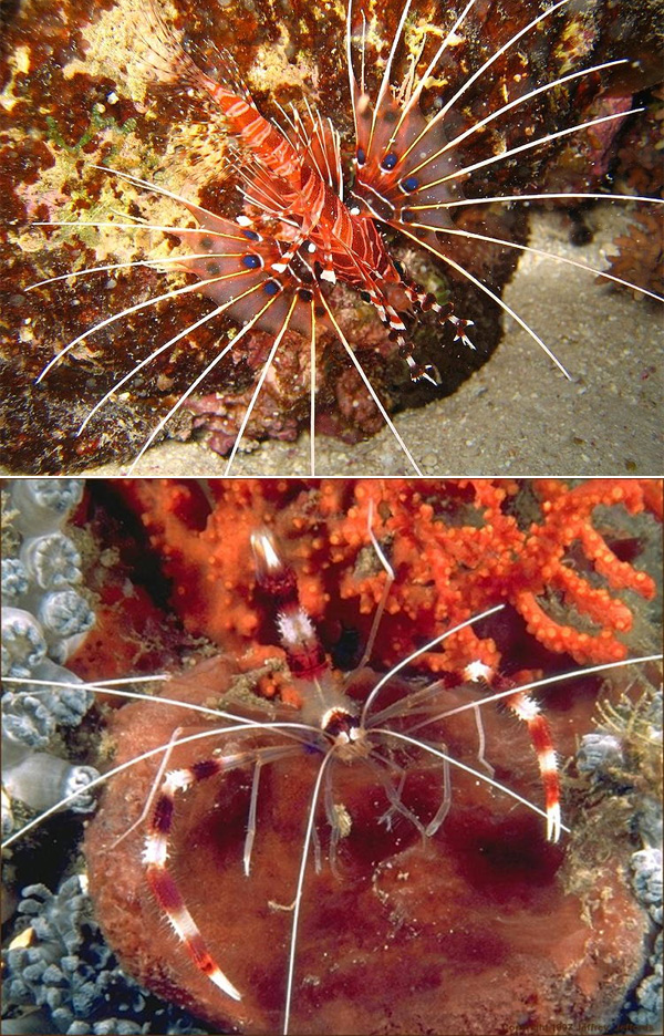 Рис. 5. Вверху: глазчатая крылатка Pterois antennata. Внизу: полосатая креветка-чистильщик Stenopus hispidus — обычная жертва крылаток