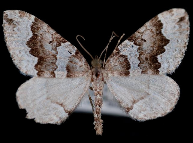 11. Пяденица Antepirrhoe fasciata