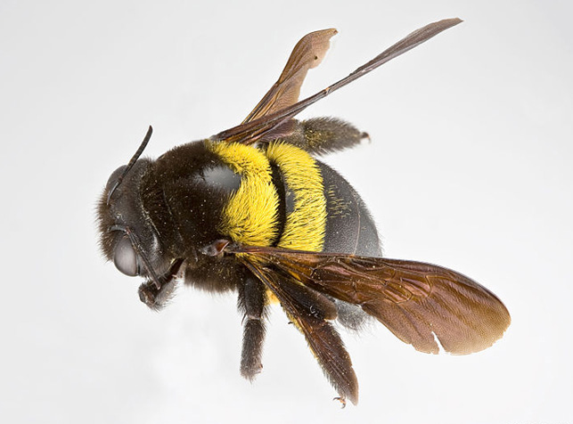2. Пчела-плотник Xylocopa caffra
