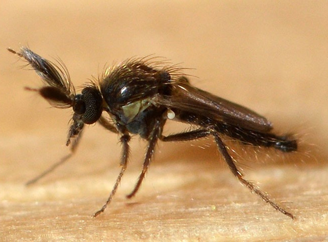 6. Мокрец Forcipomyia squamipennis