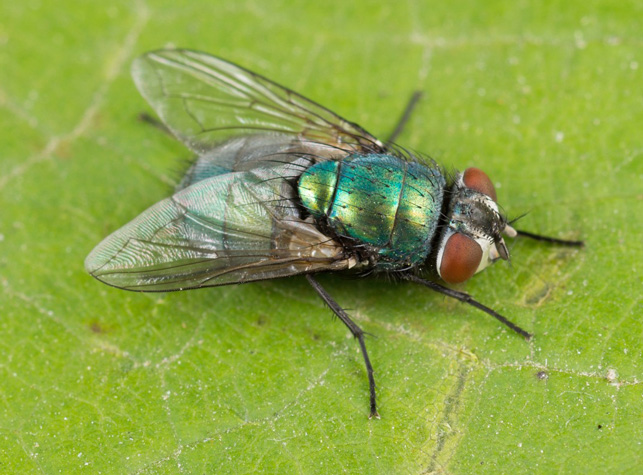 6. Мокрец Forcipomyia squamipennis