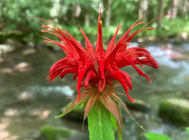 K. Монарда Monarda didyma