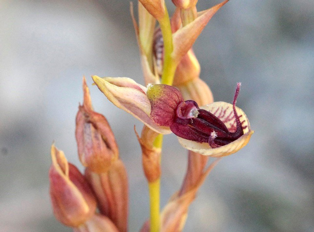 B. Орхидея Disa forficaria