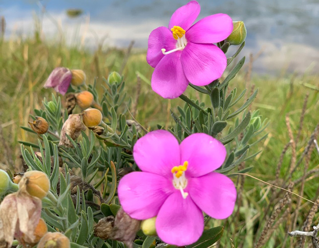 D. Орфиум Orphium frutescens