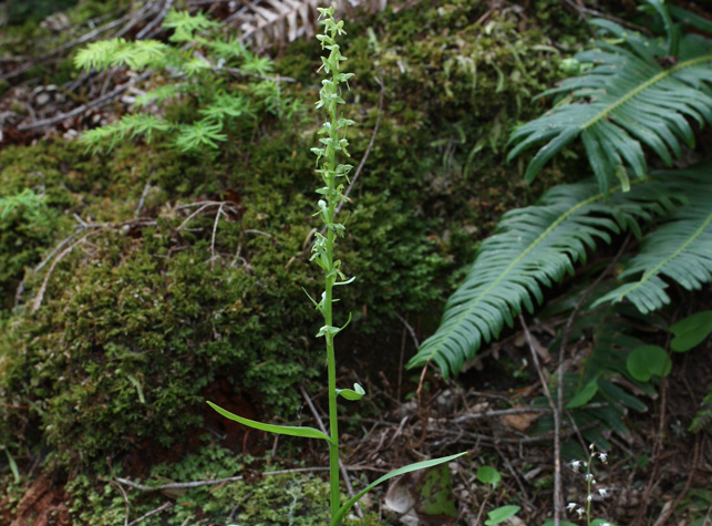 G. Любка Platanthera stricta