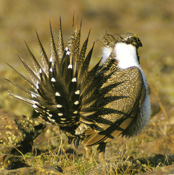 Рис. 1. Токующий самец большого полынного тетерева