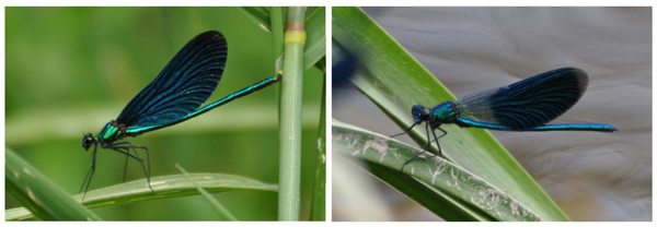 Рис. 5. Самцы красотки-девушки (слева) и красотки блестящей
