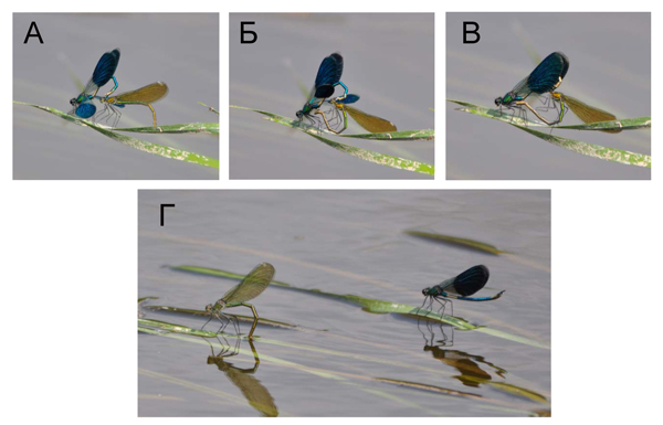 Рис. 6. Поведение красотки блестящей при спаривании
