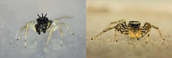 Рис. 2. Две морфы пауков-скакунчиков Maevia inclemens
