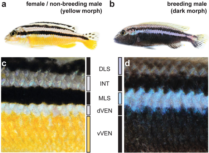 Рис. 3. Цветовые морфы самцов Melanochromis auratus — результат изменения окраски. Обратите внимание, что у доминантных самцов (справа) на месте белой полоски появляется черная, а на месте черной — голубая