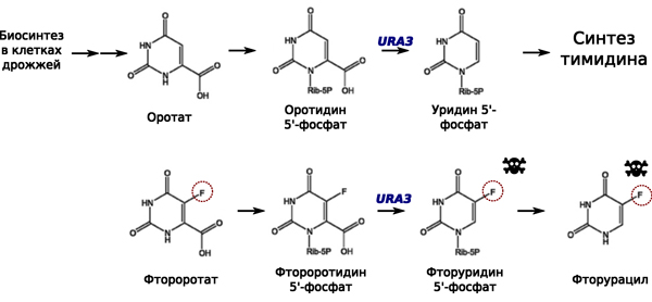 Рис. 2. Метаболические реакции, протекающие при участии URA3. Фтороротат в результате нескольких метаболических реакций