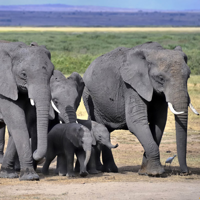 Семейка акан