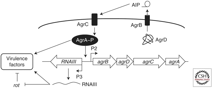 Рис. 1. Система регуляции вирулентности золотистого стафилококка