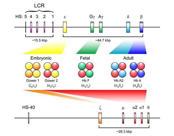 Рис. 3. Кластеры бета-глобиновых генов на хромосоме 11 (вверху) и альфа-глобиновых генов на хромосоме 16 (внизу)