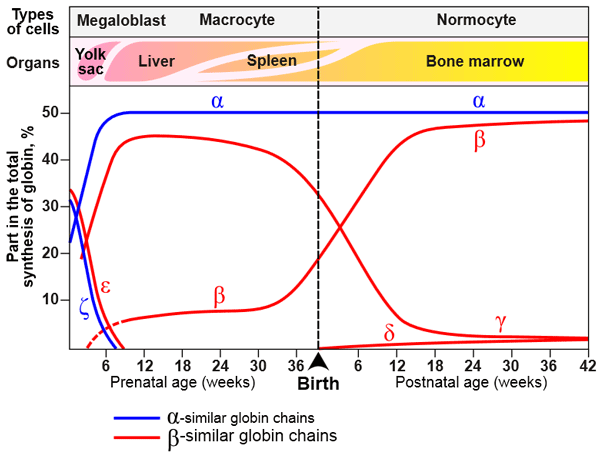 Рис. 4. Места и периоды синтеза разных типов глобиновых цепей у человека