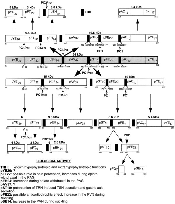 Рис. 2. Тиролиберин образуется из препрогомона&nbsp;— достаточно длинного белка