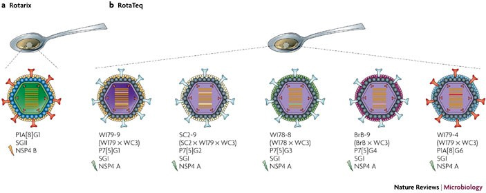 Рис. 2. Rotarix — аттенуированный человеческий ротавирус. RotaTeq — пять штаммов  ротавируса крупного рогатого скота, в которые встроены гены человеческого ротавируса: четыре из них экспрессирует белок капсида человеческого ротавируса VP7 разных серотипов, пятый — VP4
